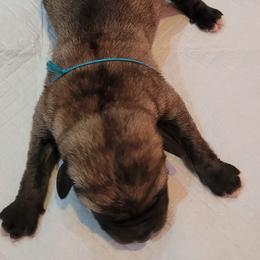 Baby - Anatolian Shepherd Dog puppy in Berkeley County, West Virginia from Reich Anatolians and Friends