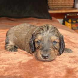 Prince - Cream male Dachshund puppy in Deming, New Mexico from FoxieDoxies of New Mexico