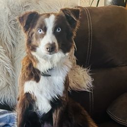 Australian Shepherd, Miniature Australian Shepherd, and Toy Australian Shepherd Puppies from V5 Mini Aussies