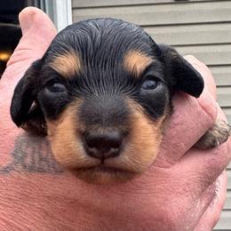 Blake - Black and tan male Dachshund puppy in Knoxville, Tennessee from East TN Dachshunds