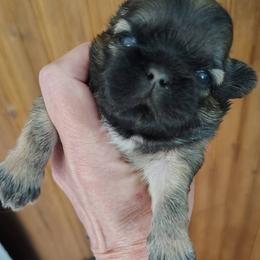 Abraham - Abe - Tricolor male Shih Tzu puppy in Palmyra, New York from Karen's Tzus of Palmyra-Macedon