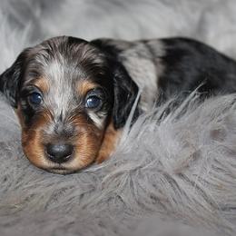 Girl 1 - Blue and tan female Dachshund puppy in Craig, Colorado from Rocky Mountain Shih Tzus and Dry Creek Miniature Dachshunds