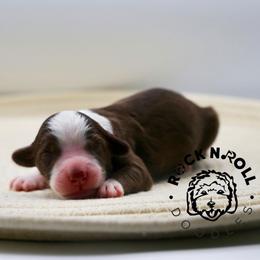 Daphne Bridgerton - Brown and white female Sheepadoodle puppy in Edmond, Oklahoma from Rock N Roll Doodles
