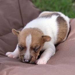 Carson - Tan and white male Jack Russell Terrier puppy in West Bend, Iowa from Blue Skies Terriers