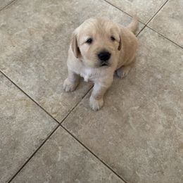 Mr. Orange - Golden male Golden Retriever puppy in Mesa, Arizona from Verona Goldens