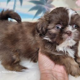 Girl 2 - Liver female Shih Tzu puppy in Buda, Texas from Vickie's Shih Tzus