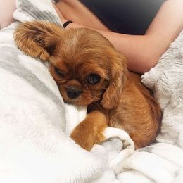 Benelli - Cavalier King Charles Spaniel