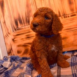 Blue collar - Red  male Poodle puppy in Snowflake, Arizona from Wellington Poodles
