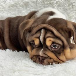 Flower - Chocolate tri-color female Bulldog puppy in Clever, Missouri from Crystals Bulldog Bungalow