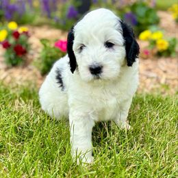 Junebug - Parti female Goldendoodle puppy in Pleasant Prairie, Wisconsin from Prairie Doodle Dogs