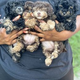 Poodle, Shihpoo, and Shih Tzu Puppies from House of Paws Heritage Nursery