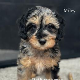Miley - Merle female Goldendoodle puppy in Milford, Indiana from Railway Acres Kennel