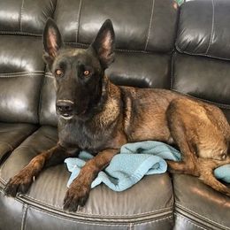 Belgian Malinois All Grown Up from Mally’s Malinois