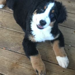 Bernese Mountain Dog Puppies from D’S Bernese Mountain Dogs