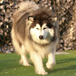 Mia - Siberian Husky
