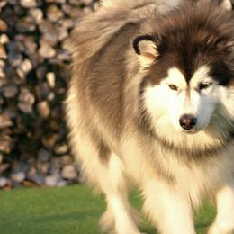 Mia - Siberian Husky