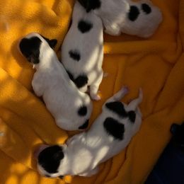 Papillon Puppies from Mishmo's Papillons