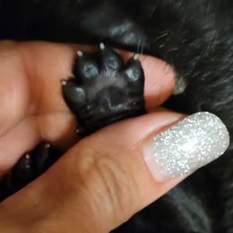 German Shepherd Puppies from Inferno Shepherds