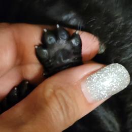 German Shepherd Puppies from Inferno Shepherds