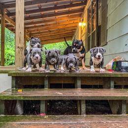Bugsy - Blue tri-color female American Bully puppy in Tallahassee, Florida from Alpha Street Bully Kennels