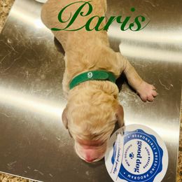 Paris - Apricot male Poodle puppy in Mobile, Alabama from Semmy’s Standard Poodle LLC