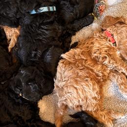 Goldendoodles from Daybreak Doodles