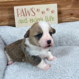 Hannah - Red and white female American Corgi puppy in Stillwater, Oklahoma from Steele Family Farms