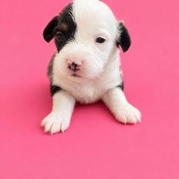 Marley - White and black female Pembroke Welsh Corgi puppy in Ramona, Oklahoma from Eden Farms Corgis