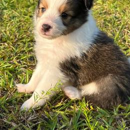 Shetland Sheepdog Puppies from Retter Ridge