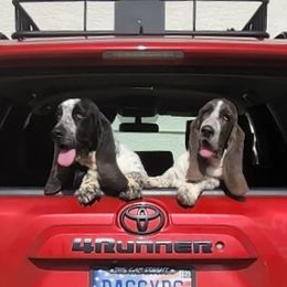 Bella - Basset Hound
