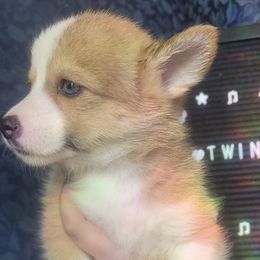 American Corgis and Cardigan Welsh Corgis from The Puppies Of Oooo