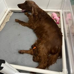 Orange girl - Mahogany female Irish Setter puppy in Dover, Ohio from Kilkieran Kennel Irish Setters and Snowstorm Labradors