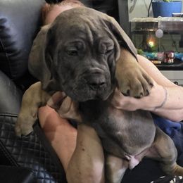 Blue fawn 1 - Gray and fawn male Cane Corso puppy in Jacksonville, Florida from Fleming Cane Corso's