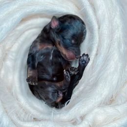 Persephone - Blue merle Aussiedoodle puppy in Chattanooga, Tennessee from Remedy Ridge Aussiedoodles