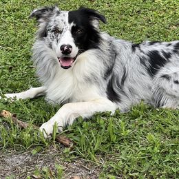 American Corgi, Border Collie, and Pembroke Welsh Corgi Puppies from Cowtown Corgis & Border Collies