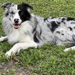 American Corgi, Border Collie, and Pembroke Welsh Corgi Puppies from Cowtown Corgis & Border Collies