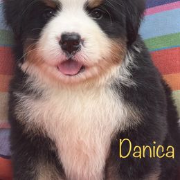 Bernese Mountain Dog Puppies from Brenda Kranish
