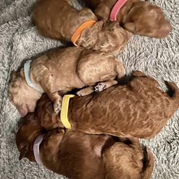 Poodles from Red Pups & Paw