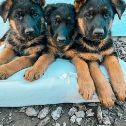 German Shepherd Puppies from Sand Hill Shepherds & Setters