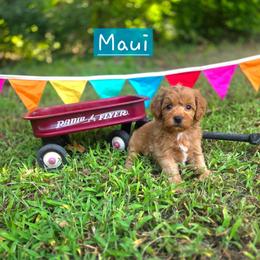 Maui - male Cavapoochon puppy in Bullard, Texas from Cavapoochon Central LLC