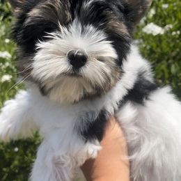 Biewer Terrier and Yorkshire Terrier Puppies from York Town California