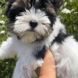 Biewer Terrier and Yorkshire Terrier Puppies from York Town California