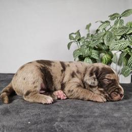 Rubble NALC - Red merle male Catahoula Leopard Dog puppy in Doerun, Georgia from Twig & Tail Puppies