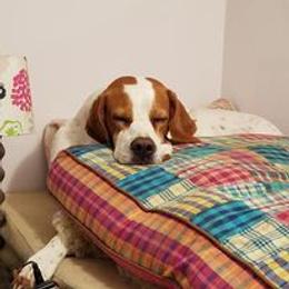 Lagotto Romagnolo and Pointer All Grown Up from RaceCity