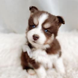 Zahara - Chocolate female Pomsky puppy in Cleveland, Ohio from Lake Point Pomskies