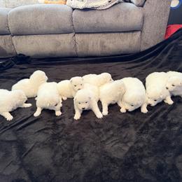 Boy 1 - White male Samoyed puppy in Glasgow, Kentucky from Bluegrass Samoyeds