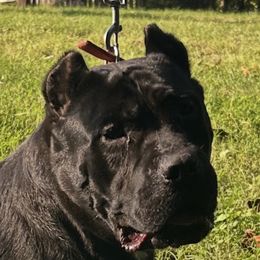 Harley - Black female Cane Corso puppy in South Carolina from Spagnolo Cane Corso