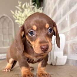 Boy 4 (CKC Registered ) - Chocolate and tan male Dachshund puppy in Nacogdoches, Texas from S7 Dachsunds