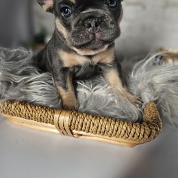 Beira - French Bulldog puppy from Riggins Mastiffs and Danes