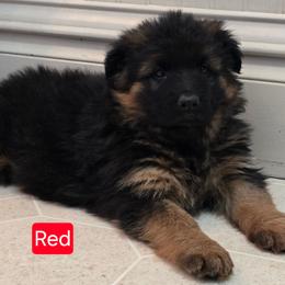 Red Collar - Black and red female German Shepherd puppy in Sumner, Iowa from Vom Wilke Kennels